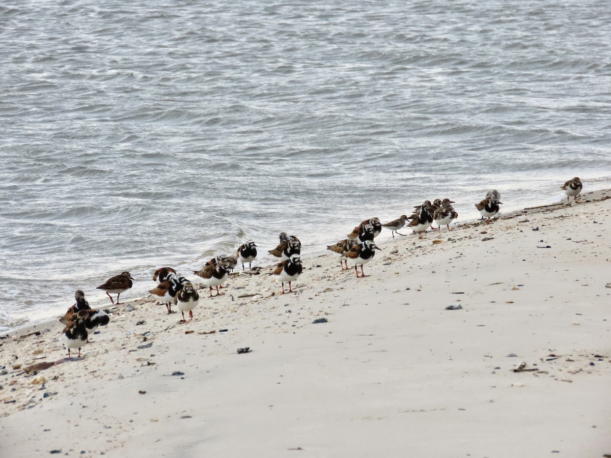 Ruddy Turnstone - Craig Watson