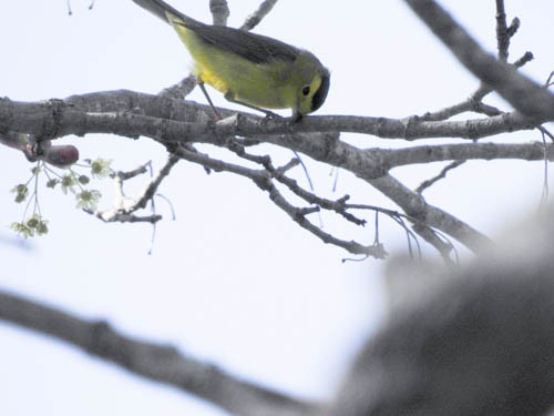 Wilson's Warbler - Julie Perrin