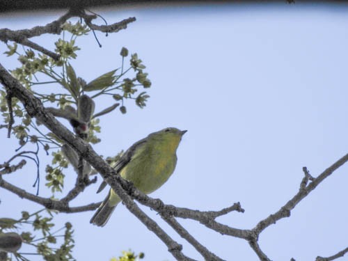 Wilson's Warbler - Julie Perrin