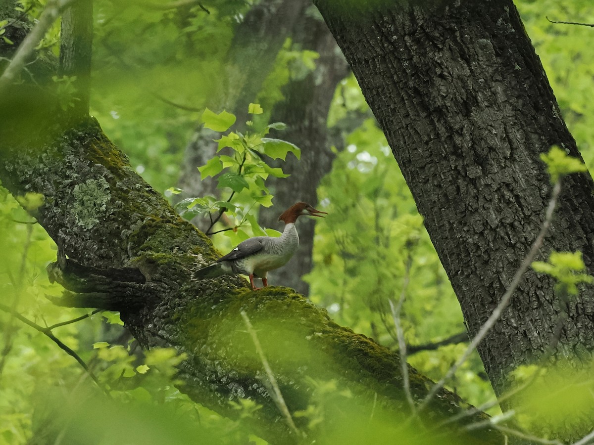 Common Merganser - ML618774329