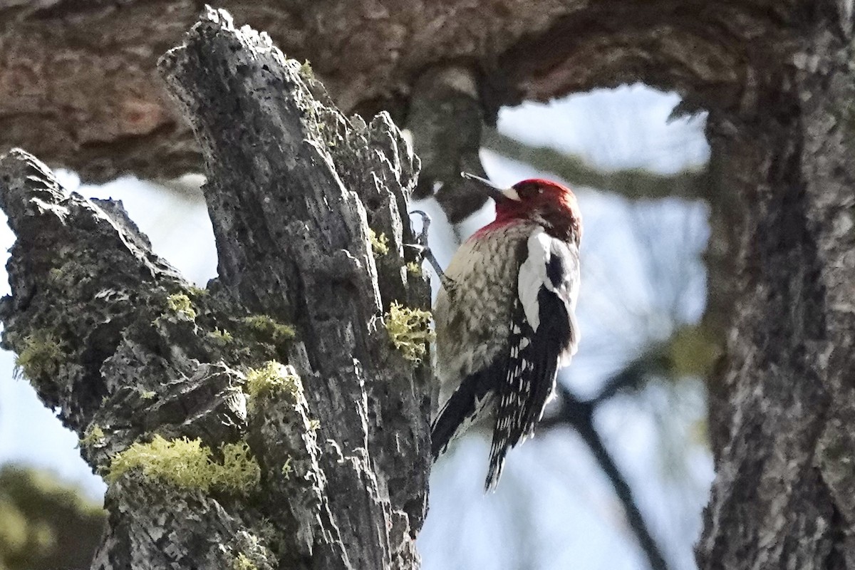 Pic à poitrine rouge - ML618774335