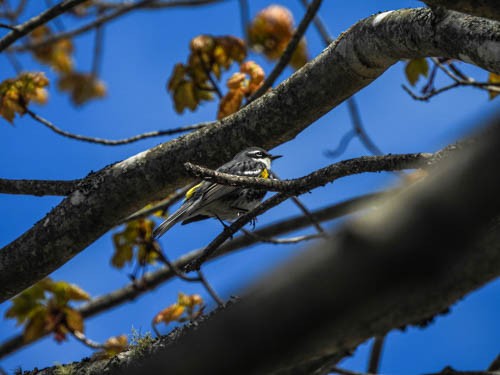 Yellow-rumped Warbler - Julie Perrin