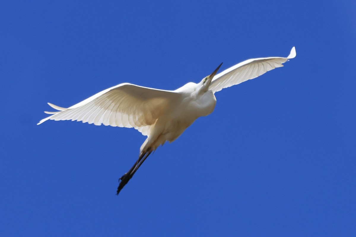 Great Egret - Paul (Mac) Smith   🦅