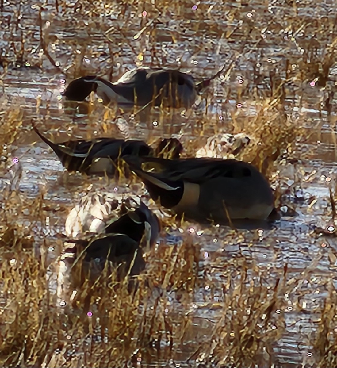 Northern Pintail - ML618774386