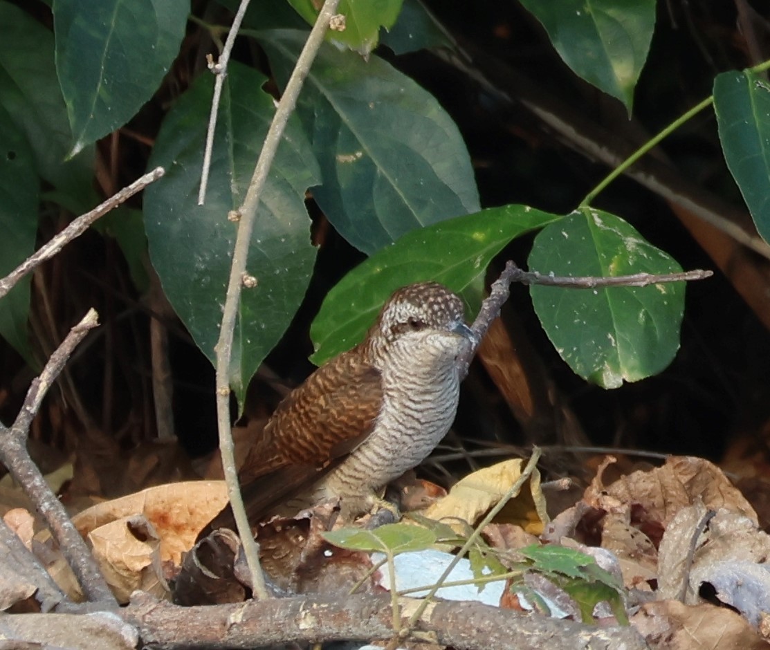 Banded Bay Cuckoo - ML618774400