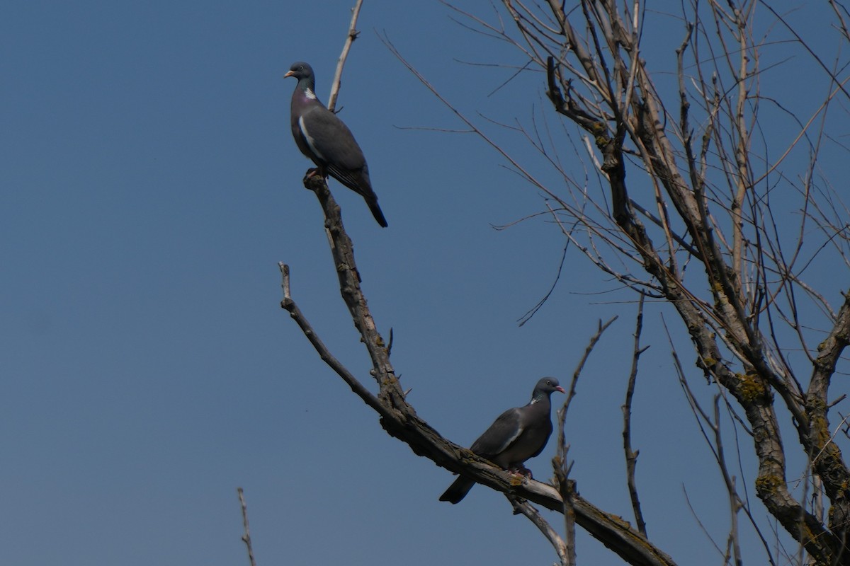 Common Wood-Pigeon - Krzysztof Kasprzyk