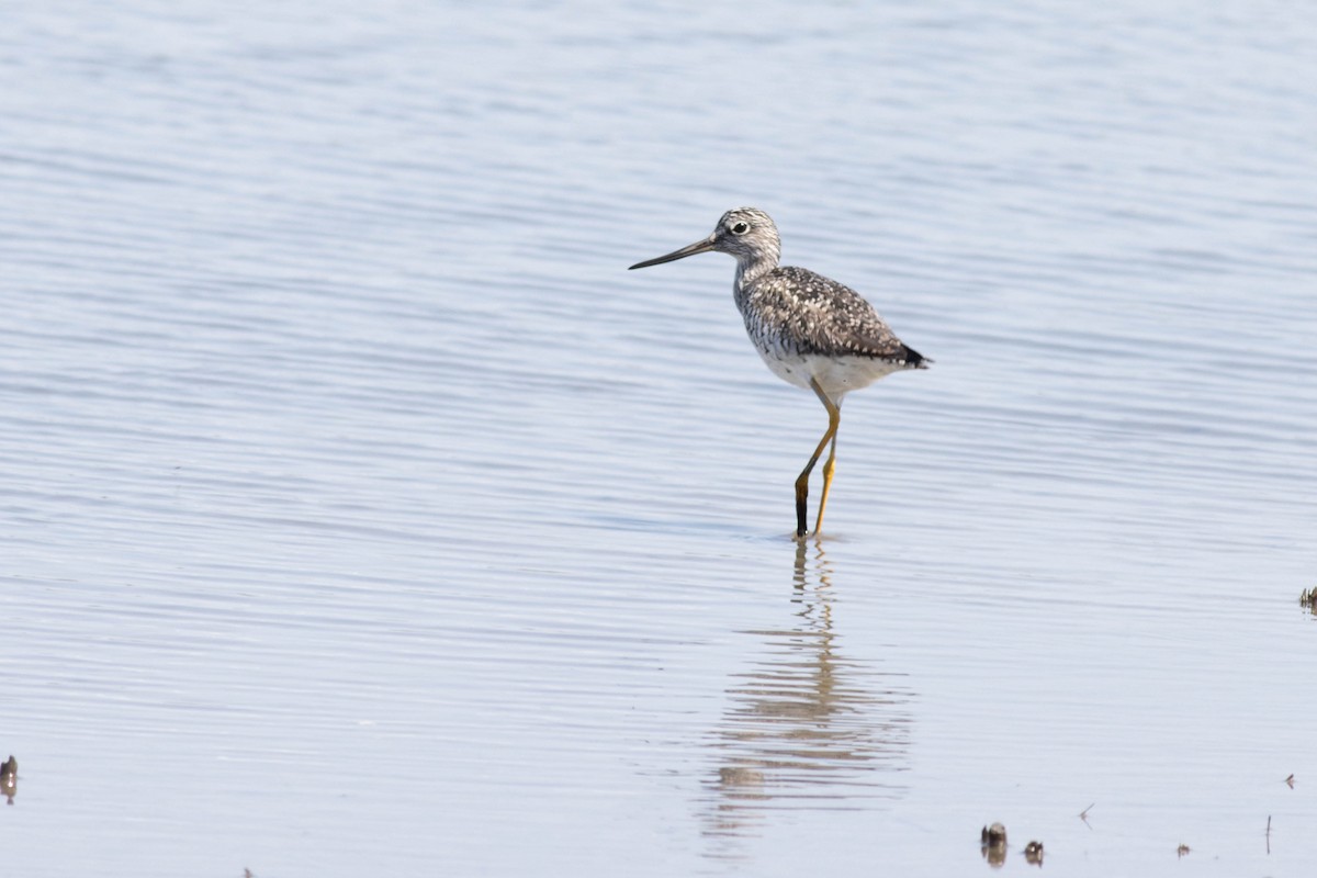 Lesser Yellowlegs - Ed Vigezzi