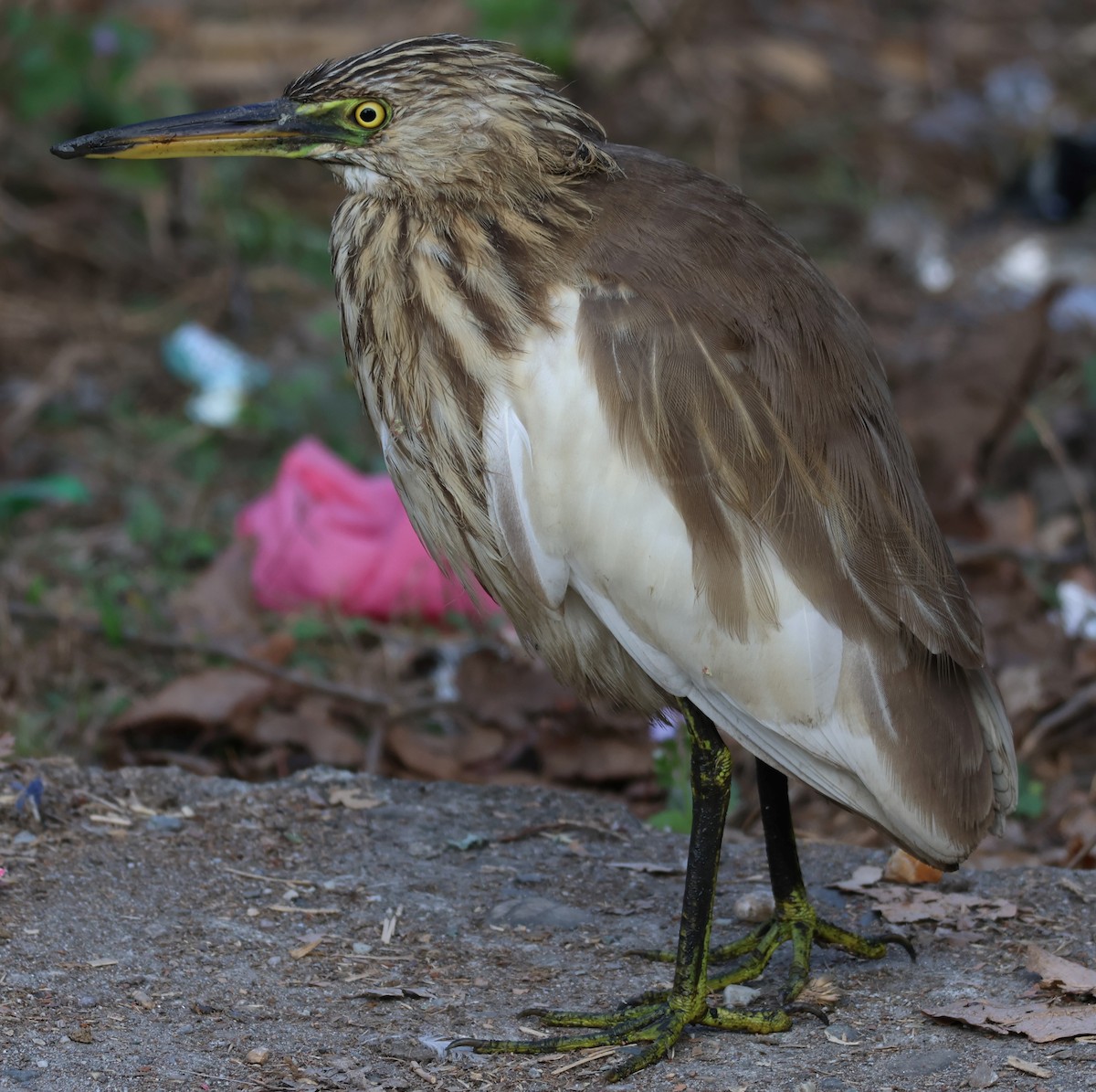 Indian Pond-Heron - ML618774433