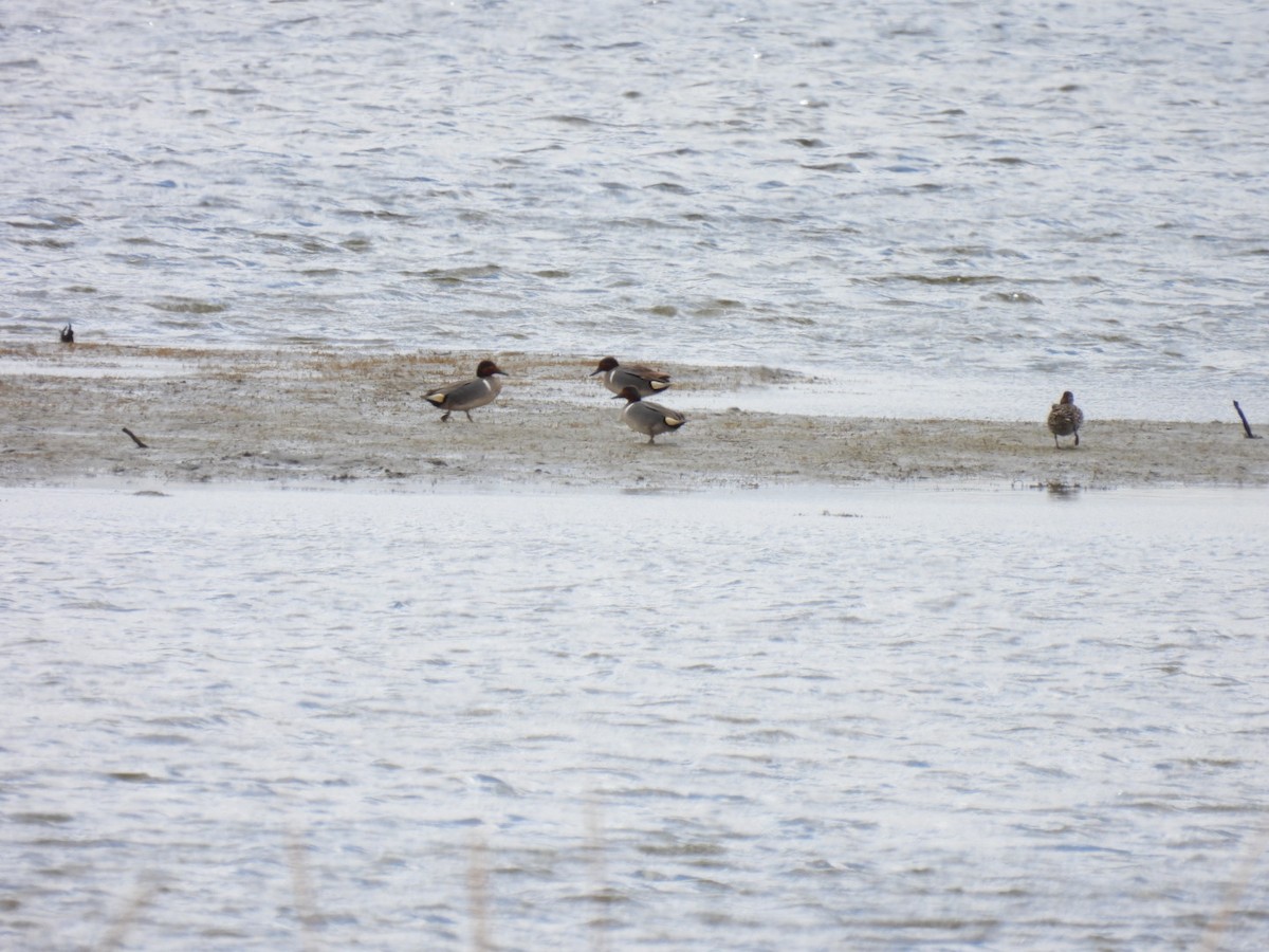 Green-winged Teal - Jackson Aanerud