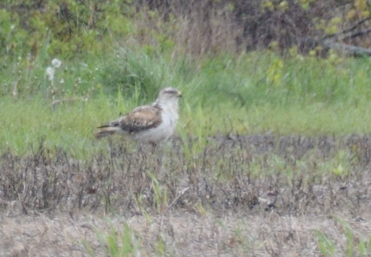 Ferruginous Hawk - Jax Nasimok