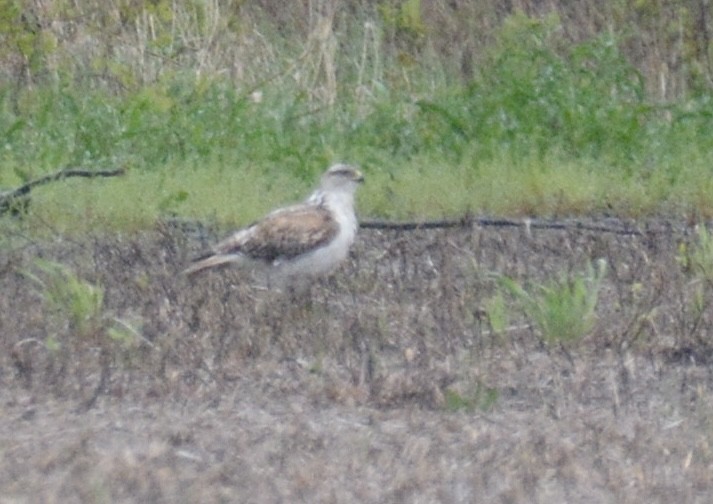 Ferruginous Hawk - Jax Nasimok