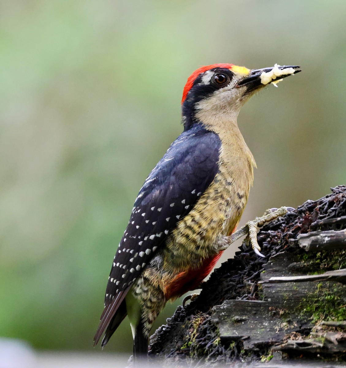 Black-cheeked Woodpecker - Olivier Langrand