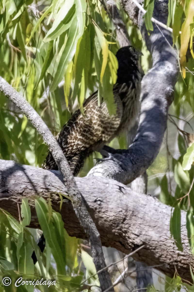 Pheasant Coucal - Fernando del Valle