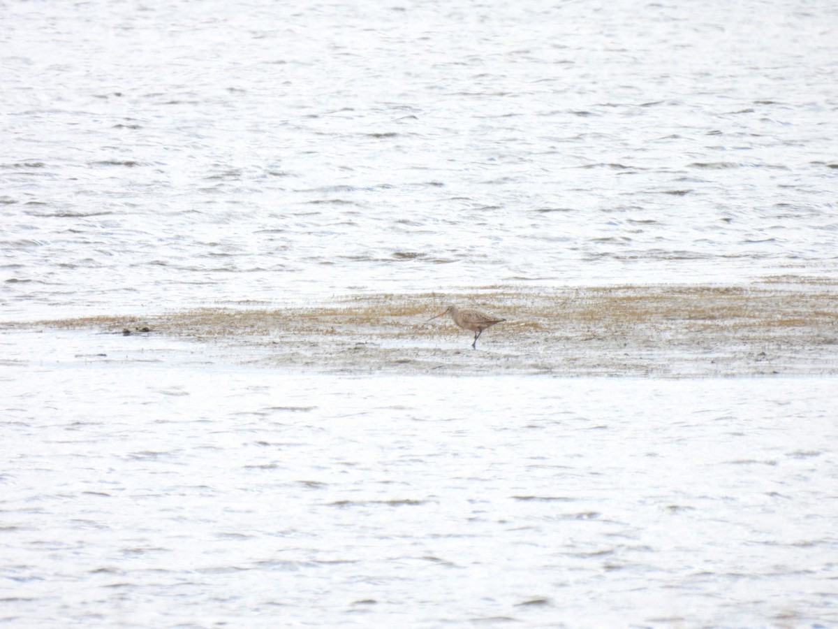 Marbled Godwit - Jackson Aanerud