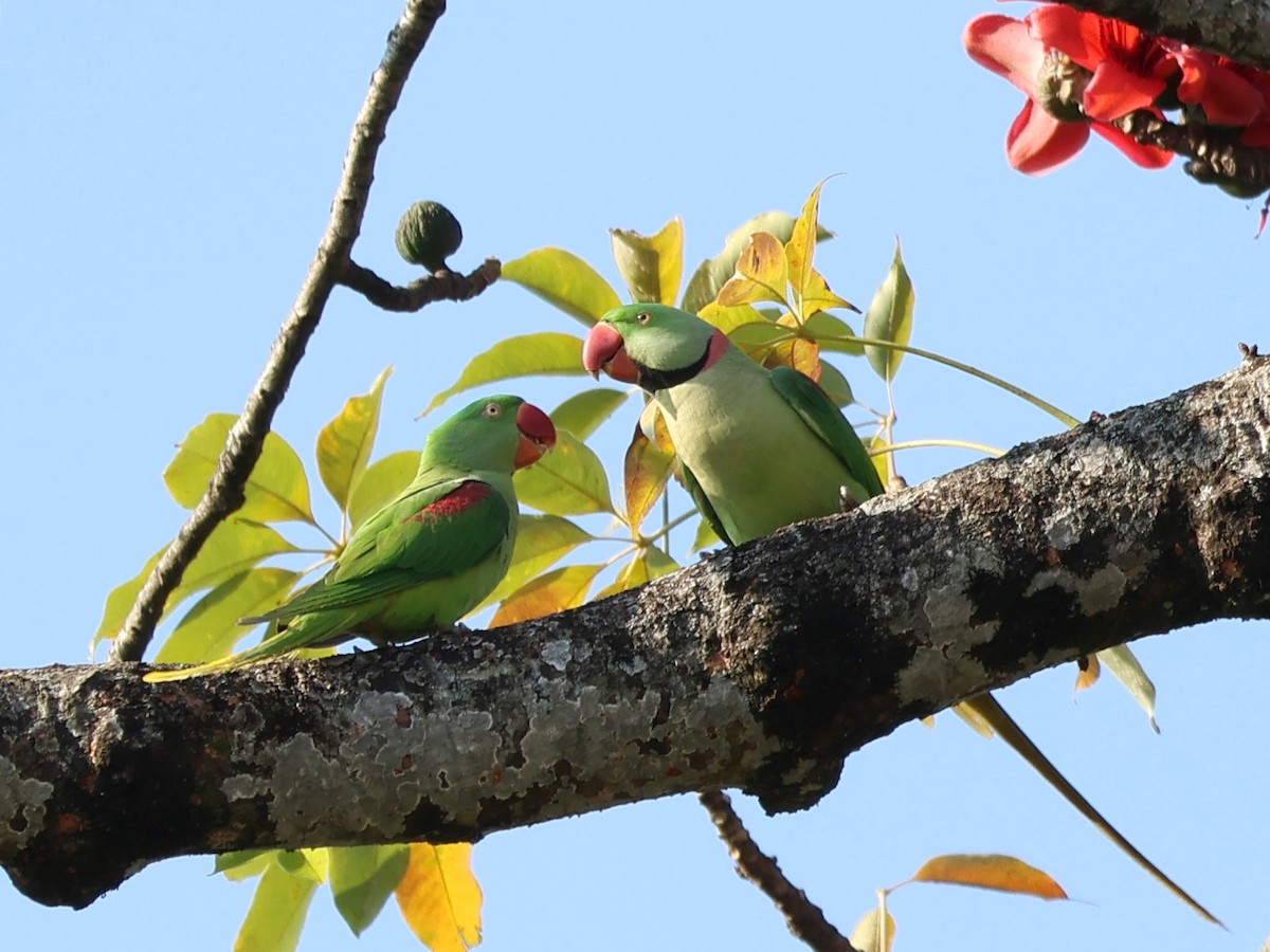 Alexandrine Parakeet - ML618774501