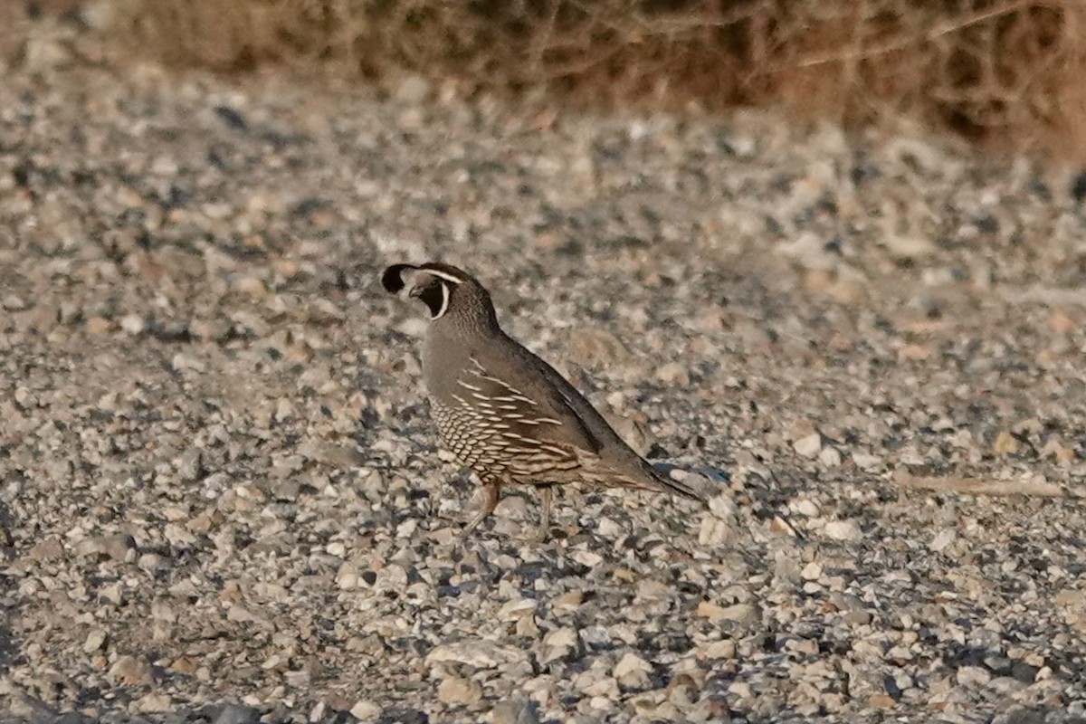 California Quail - ML618774502