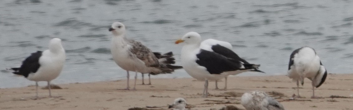 Great Black-backed Gull - Jeff Manker