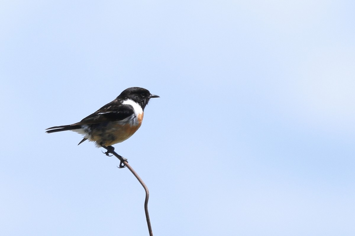 European Stonechat - Paul (Mac) Smith   🦅