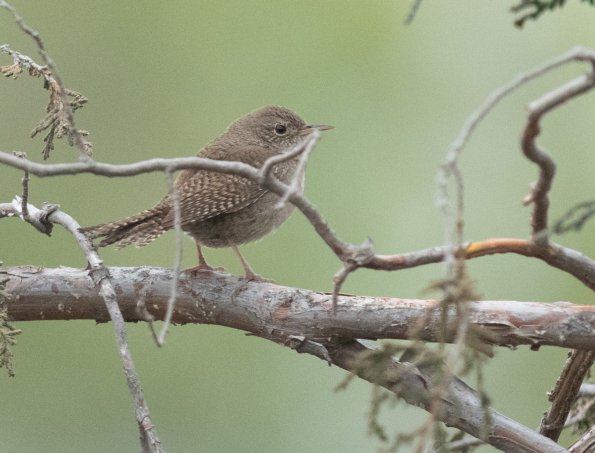 House Wren - Ethan Cleveland