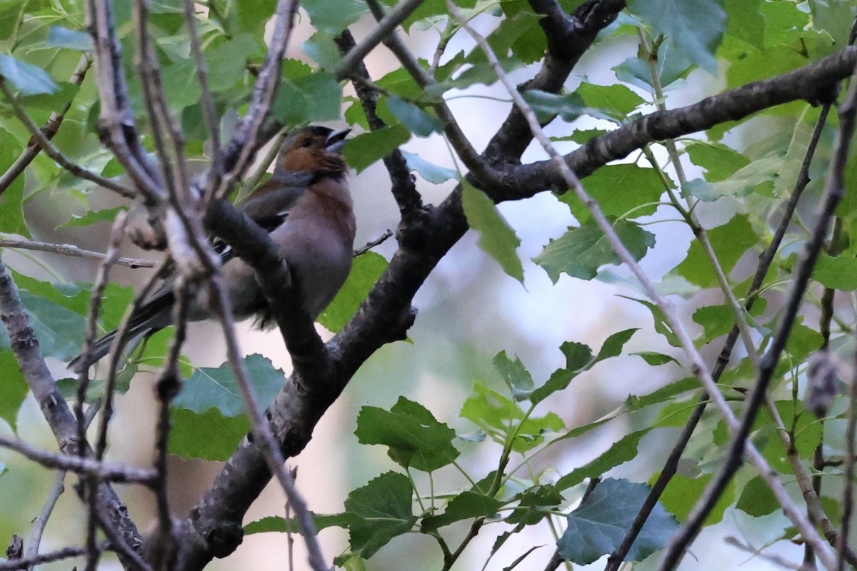 Common Chaffinch - Anonymous