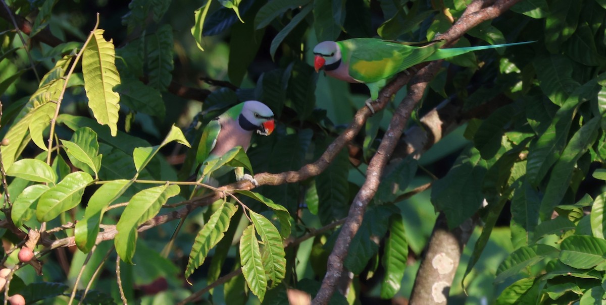 Red-breasted Parakeet - ML618774522