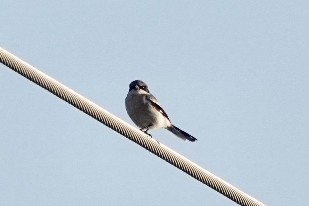 Loggerhead Shrike - ML618774525