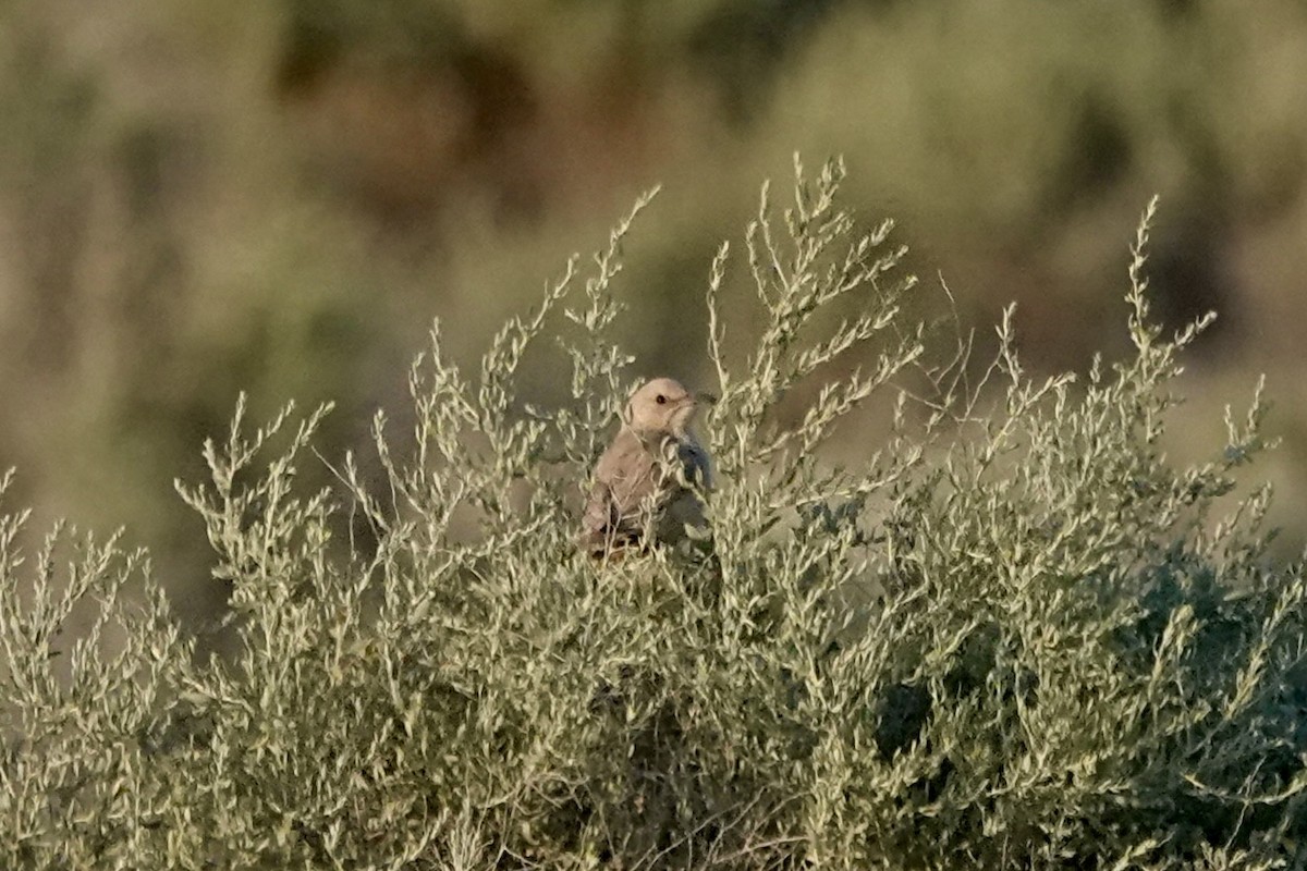 LeConte's Thrasher - ML618774544