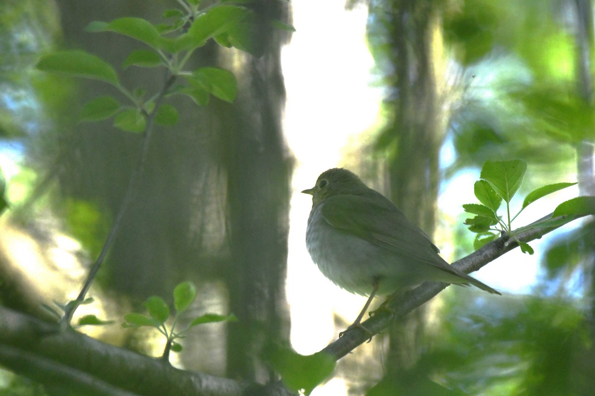 Swainson's Thrush - Steve Drake