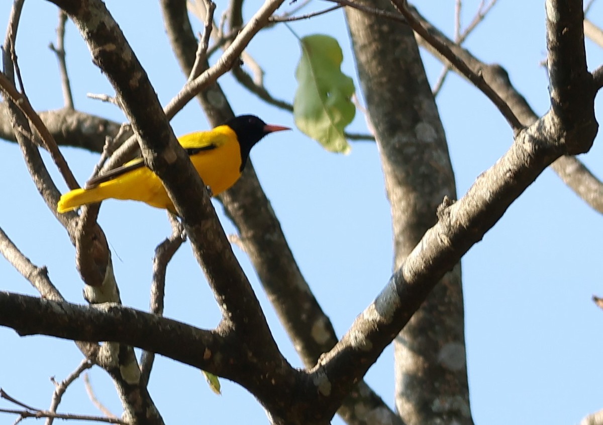 Black-hooded Oriole - ML618774553