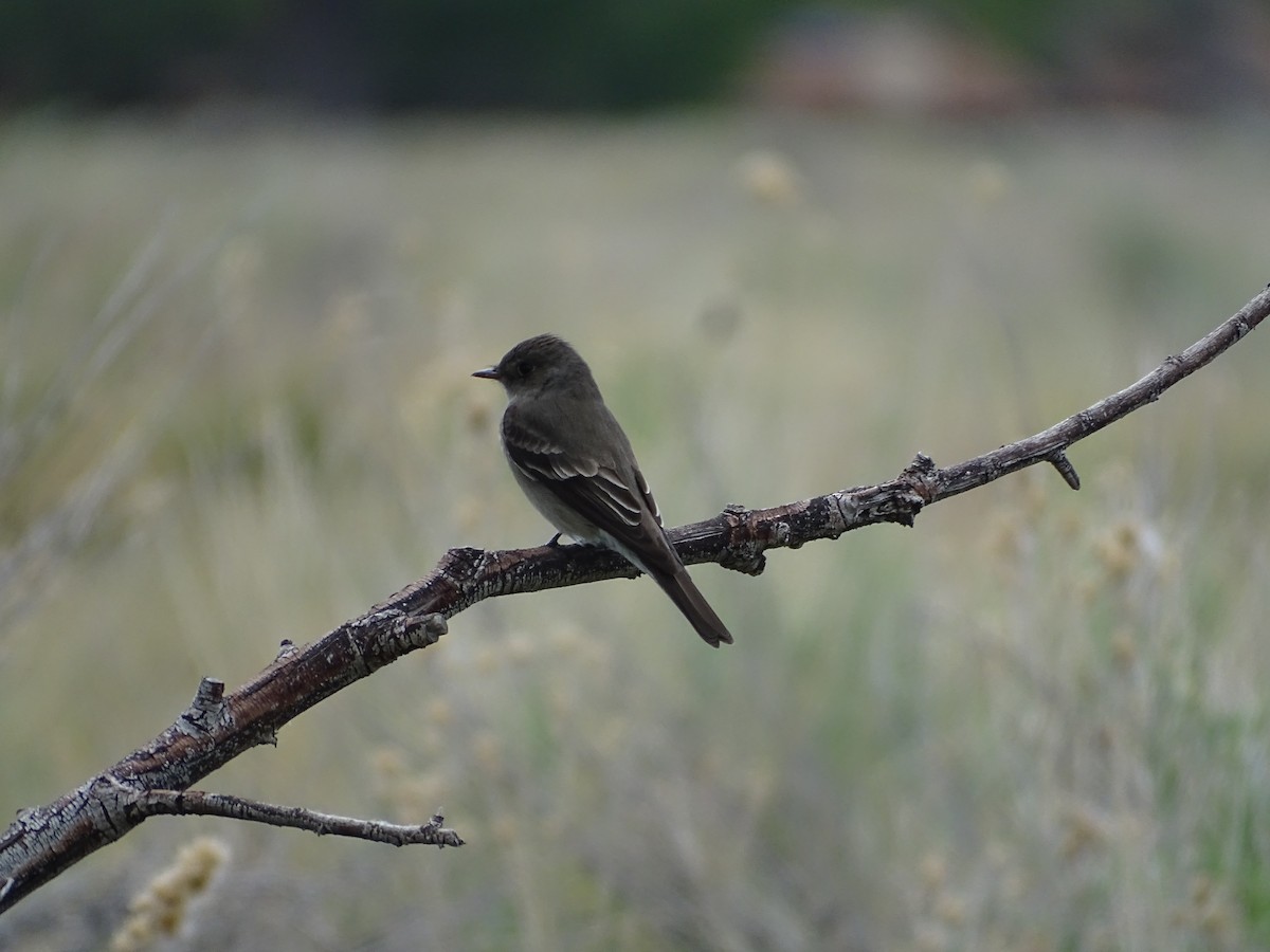 Western Wood-Pewee - Rosie Howard