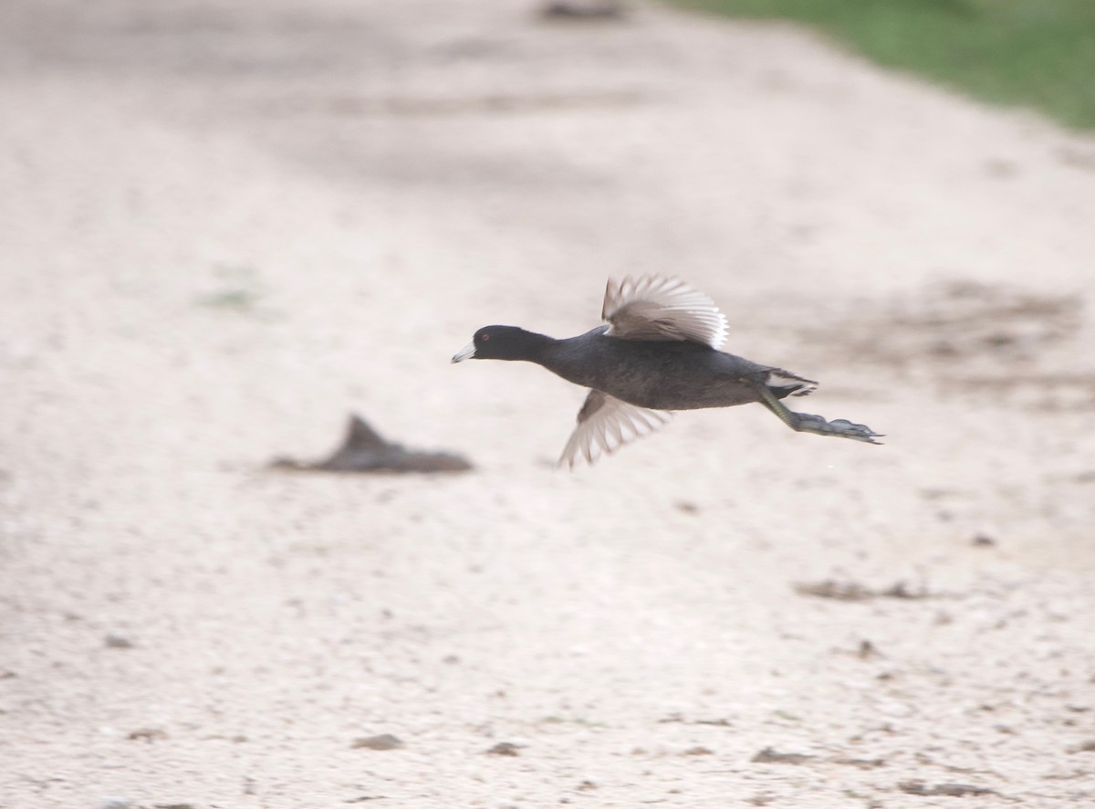 American Coot - Gautam Apte