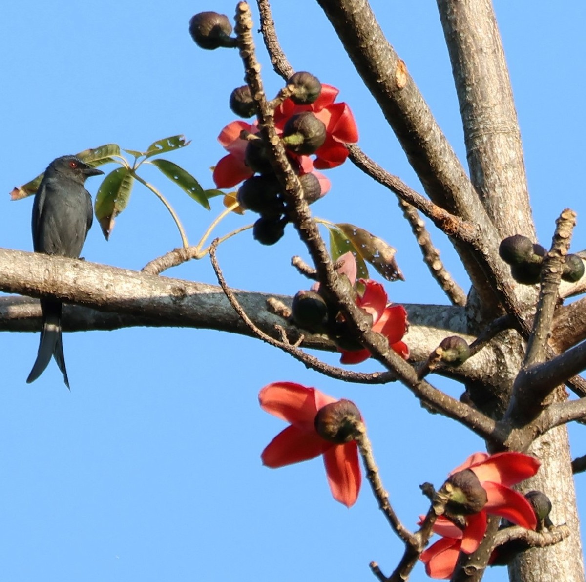 drongo kouřový - ML618774594