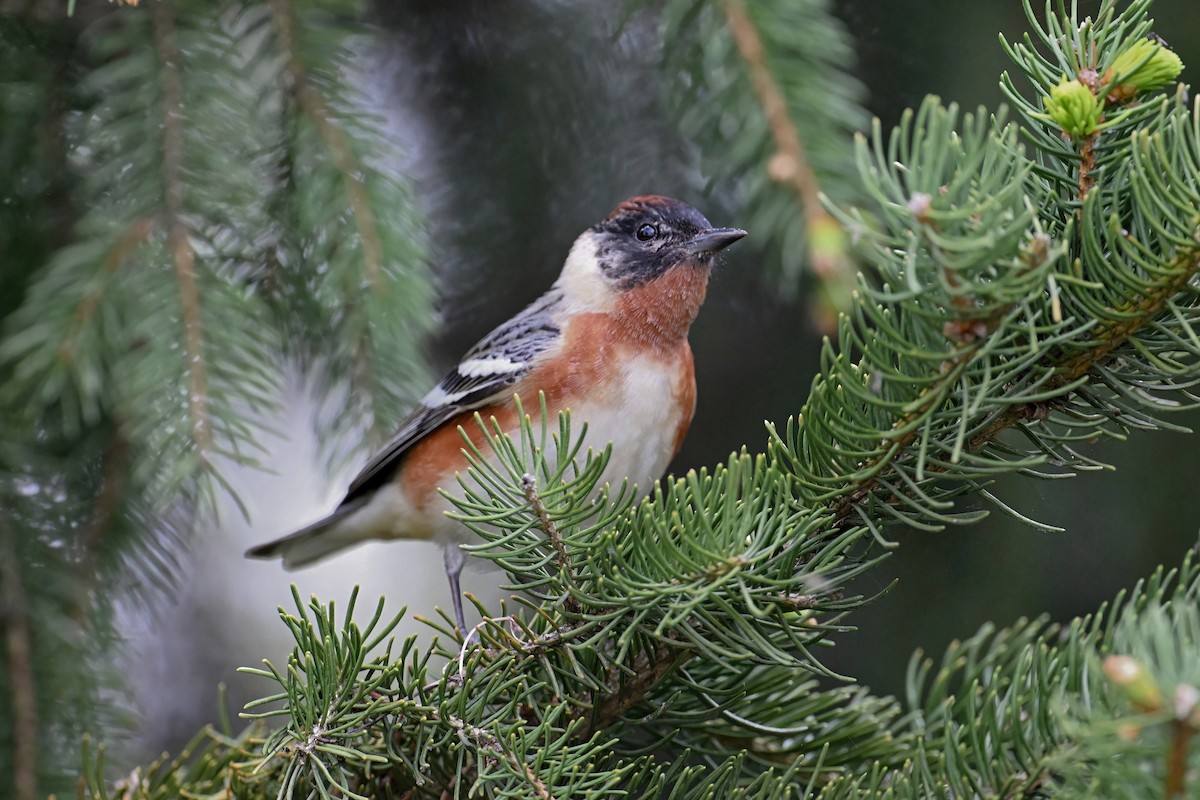 Bay-breasted Warbler - Catherine MacRae