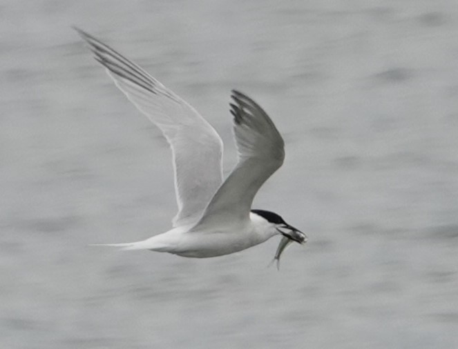 Sandwich Tern - Jeff Manker