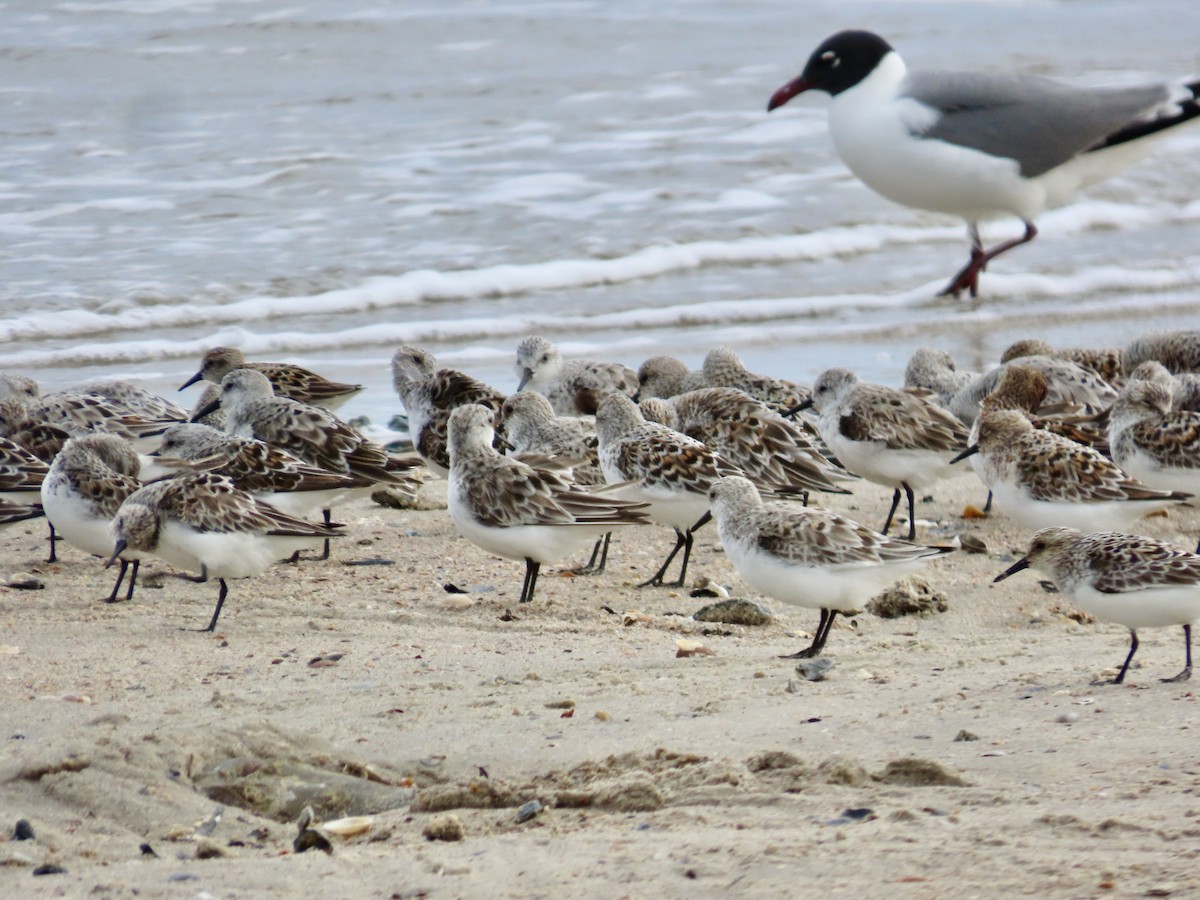 Sanderling - Craig Watson