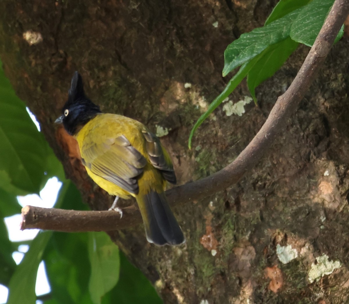 Bulbul à huppe noire - ML618774649