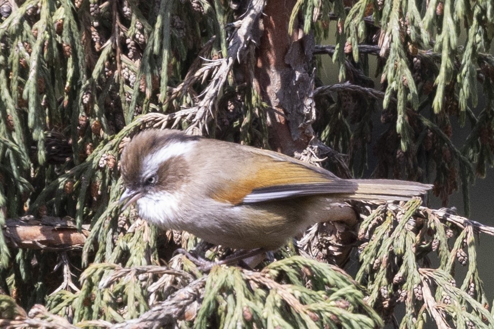 White-browed Fulvetta - Robert Lewis