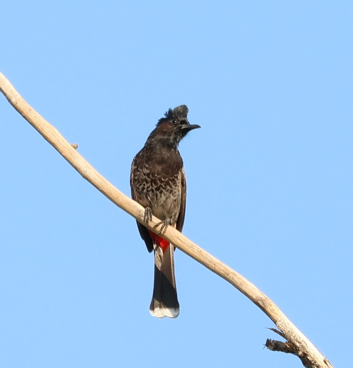 Bulbul à ventre rouge - ML618774674