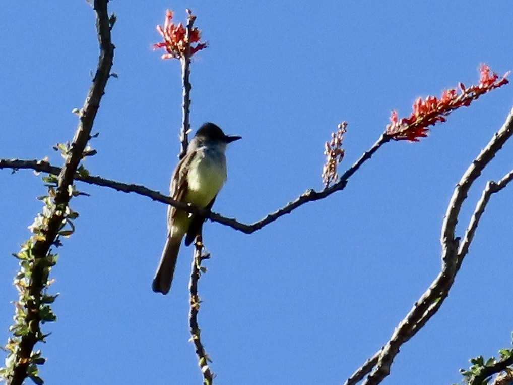 Brown-crested Flycatcher - Babs Buck