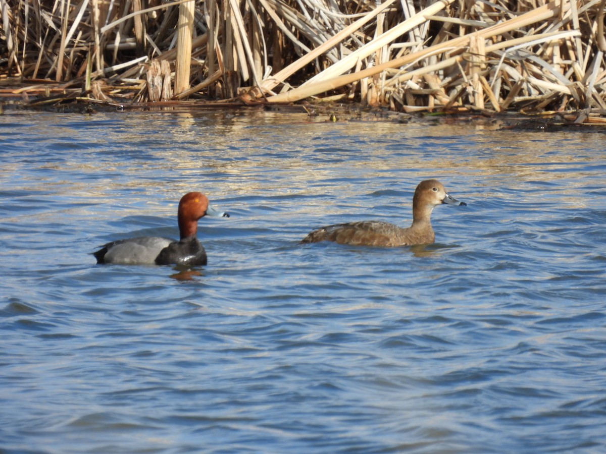 Redhead - ML618774697