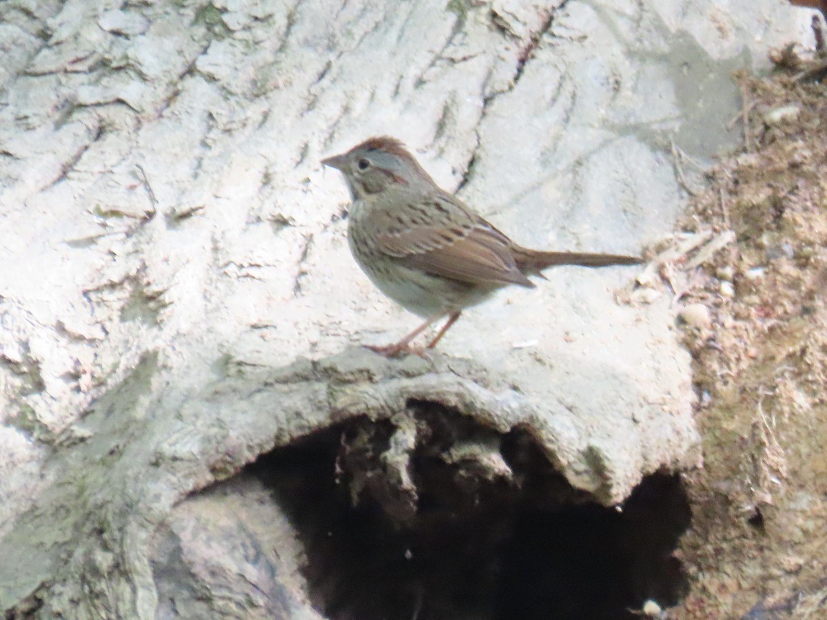 Lincoln's Sparrow - D Woolverton