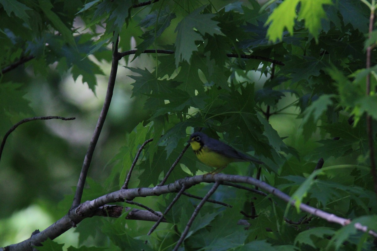 Canada Warbler - Gene Glover