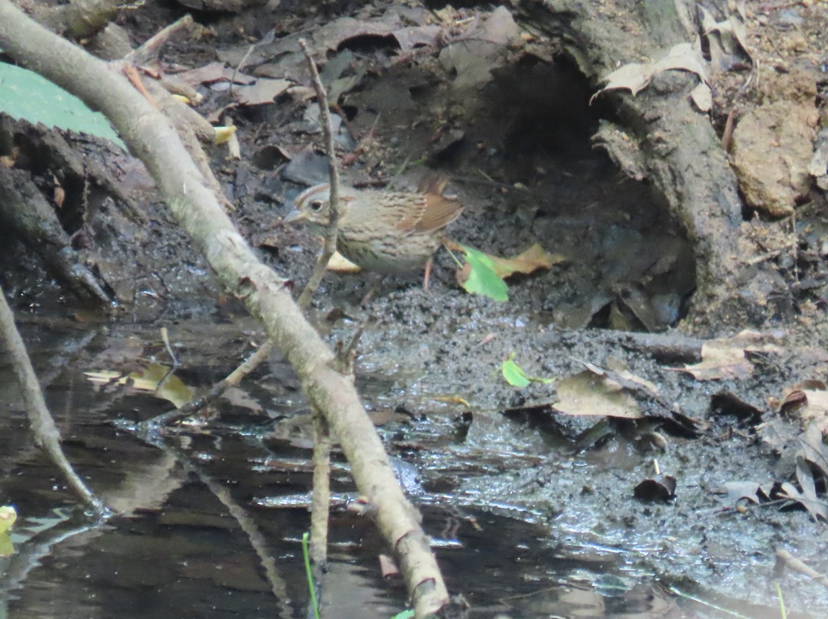 Lincoln's Sparrow - ML618774729