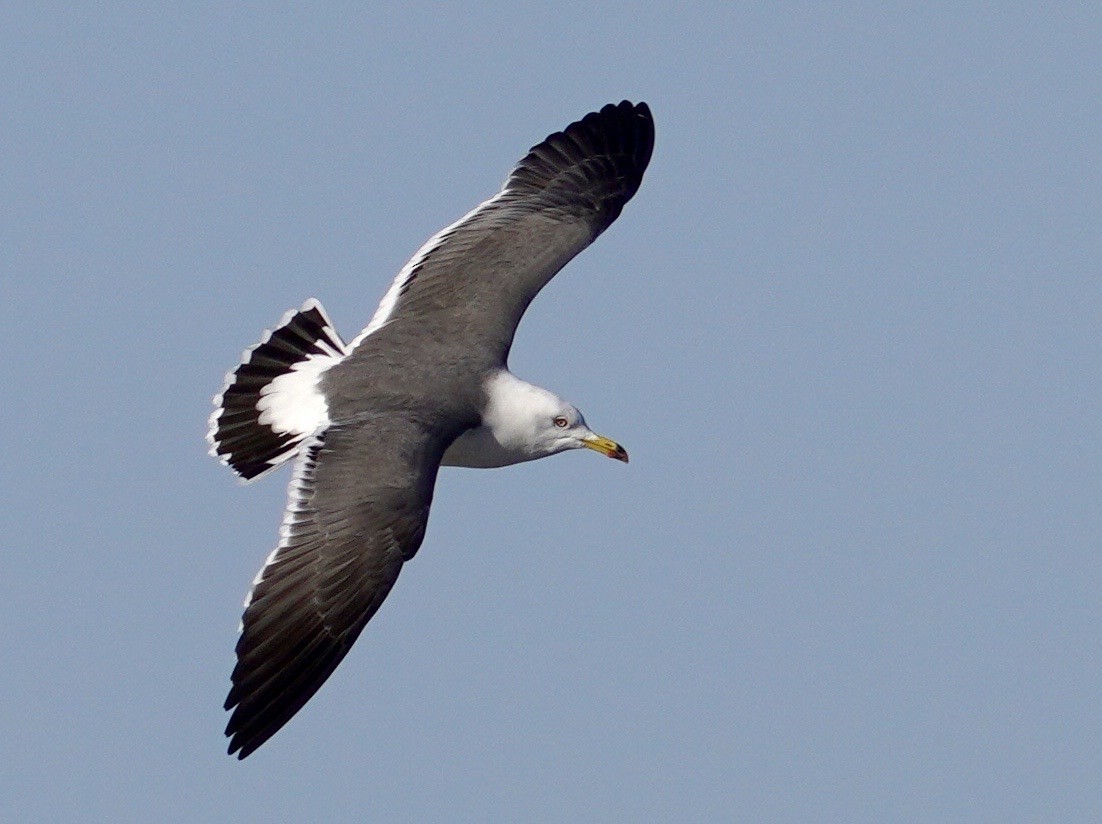 Black-tailed Gull - ML618774733
