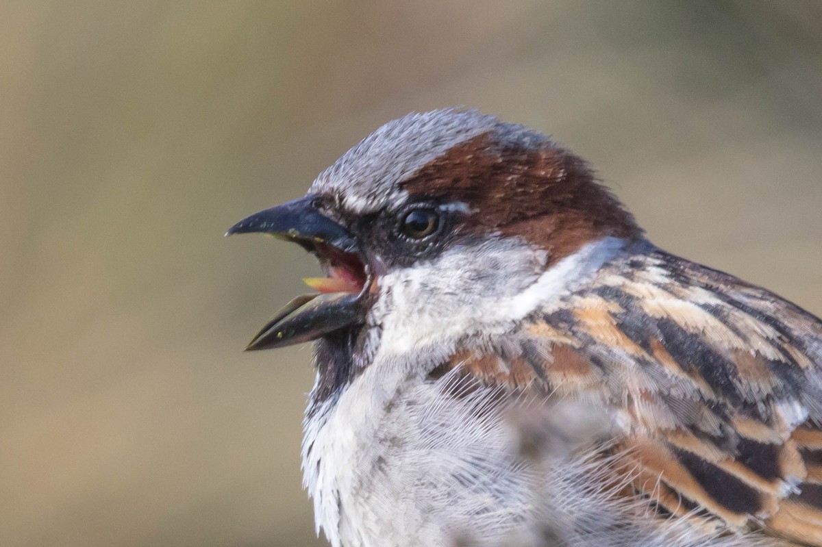 Moineau domestique - ML618774736