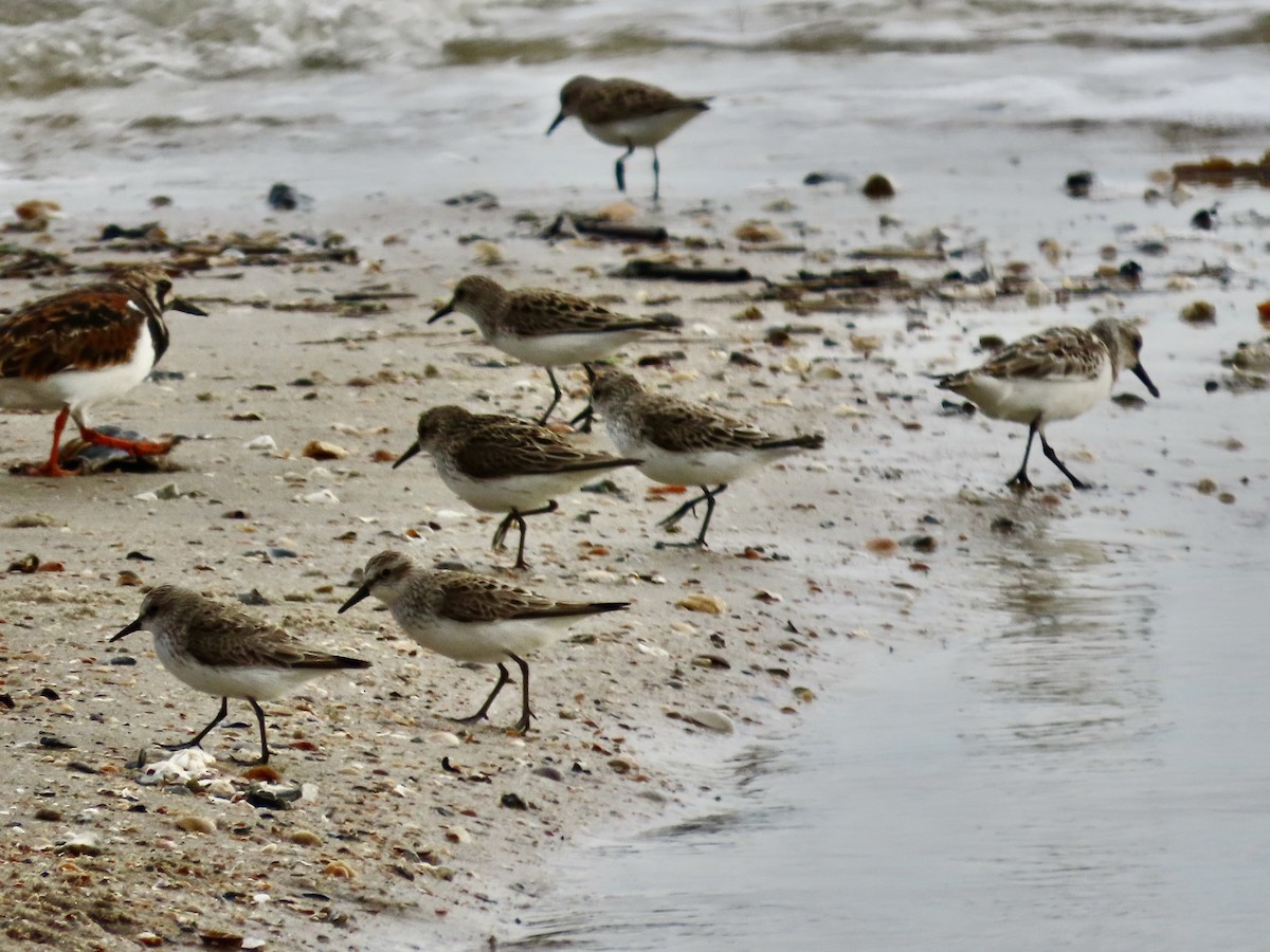 Semipalmated Sandpiper - Craig Watson