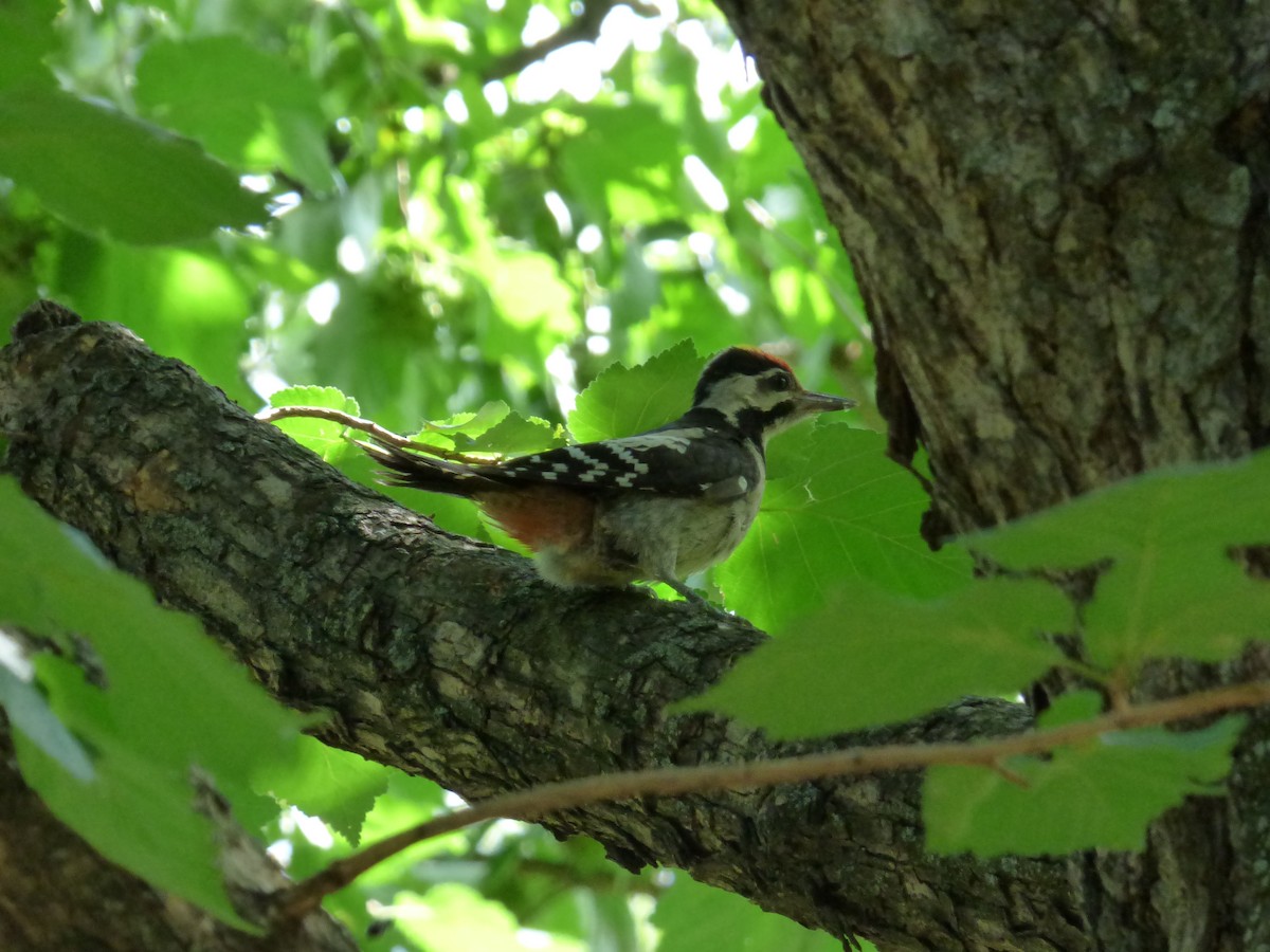 Syrian Woodpecker - Karina Ramkalawan