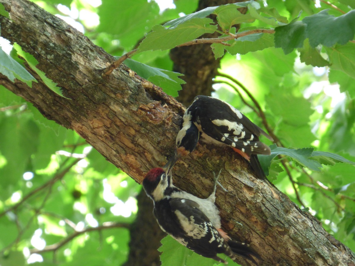 Syrian Woodpecker - ML618774746