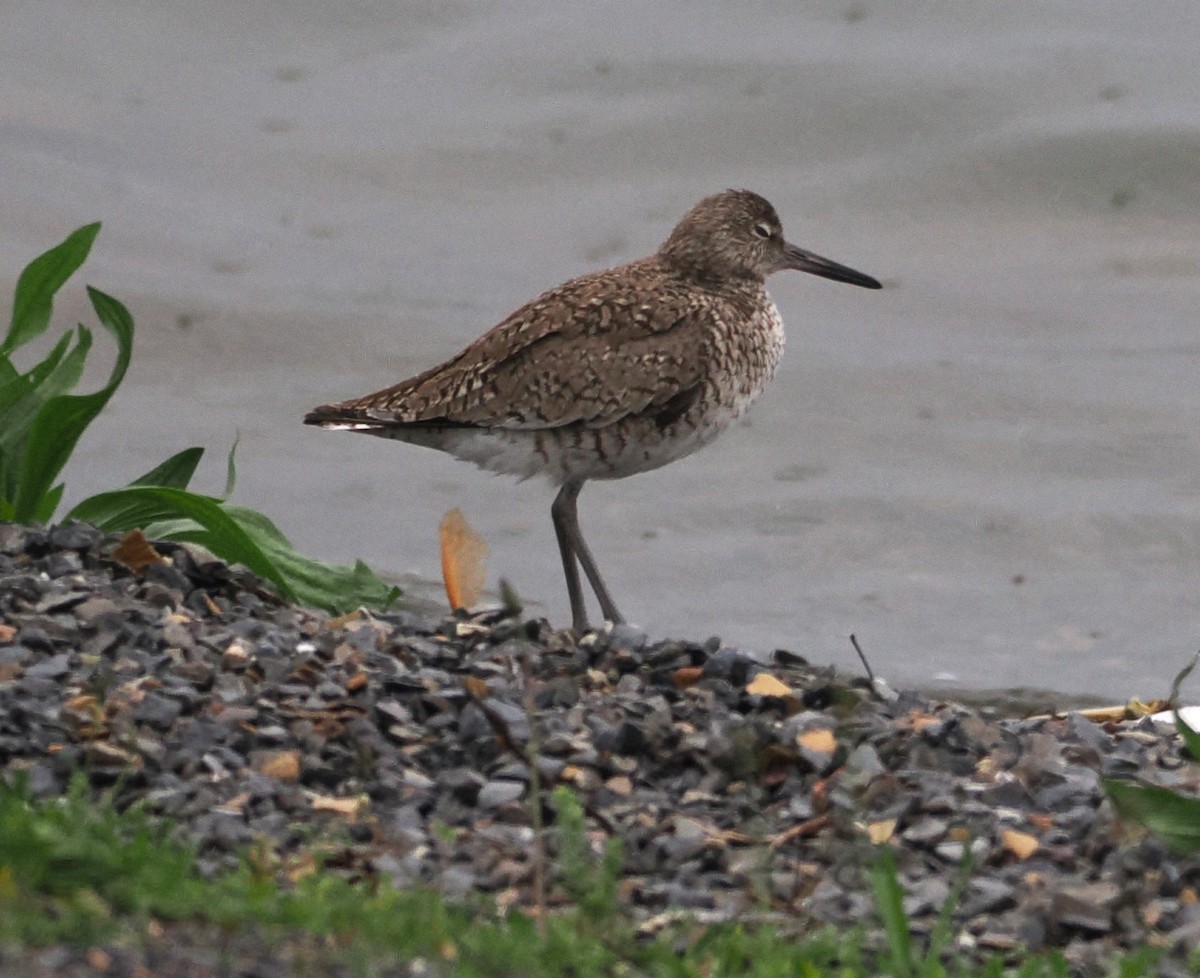 Willet (Eastern) - Russell Hoffman