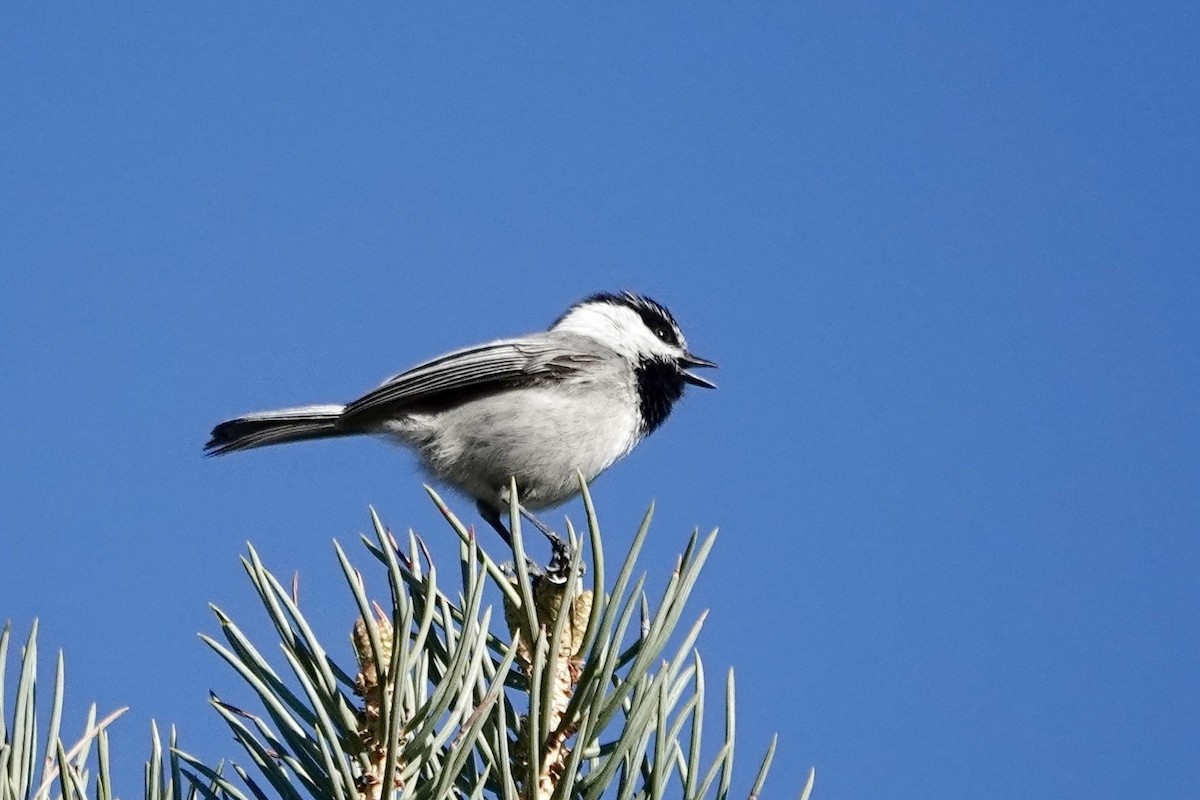 Mountain Chickadee - ML618774784